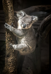 Canvas Print - Baby koala bear.	