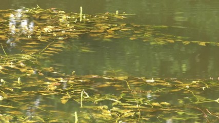 Wall Mural - Rushes in the lake. Green and young reed.