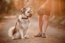 Walking With Malamute Husky Dog Muzzle In Park