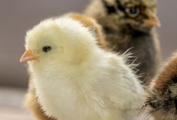 Small Chicken chicks