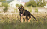 Fototapeta Psy - German shepherd puppy in the grass