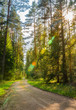Grüner Wald Weg im Sommer mit Sonnenstrahlen Lichteffekt