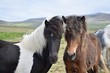 Portrait of two young icelandic horses