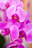 Fototapeta Storczyk - Tropical orchids of lilac color