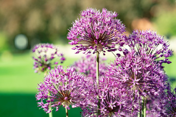 Sticker - Decorative purple bow.