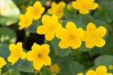 Fototapeta Na ścianę - Bright yellow flowers in spring time