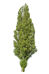 Wall Mural - tree Populus nigra var. pyramidalis isolate on a white background