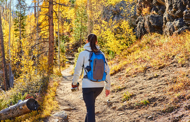 Wall Mural - Tourist hiking in aspen grove at autumn