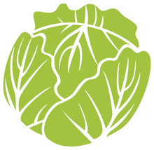 Green Cabbage Vector Icon