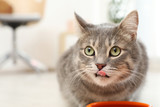 Fototapeta Koty - Adorable cat near bowl of food indoors. Pet care