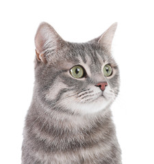 Portrait of gray tabby cat on white background. Lovely pet