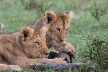 Lion Cub Playing In The Masai Mara National Park In Kenya