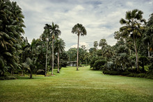 Singapore, Botanic Garden, Palm Tree