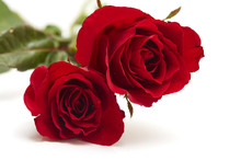 Two Red Rose On White Background