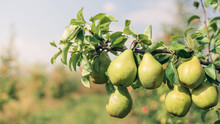 Pear Fruits Growing On An Pear Tree Branch