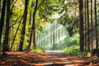 canvas print picture - Licht im Wald
