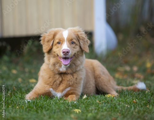 nova scotia duck tolling retriever deutschland