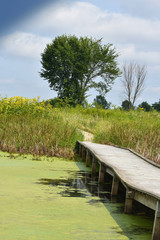 Wall Mural - Boardwalk Over Water