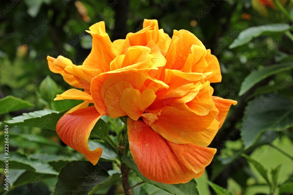 Stock-Foto Chinesischer Hibiskus (Hibiscus rosa-sinensis), orange gefllte  Blte | Adobe Stock