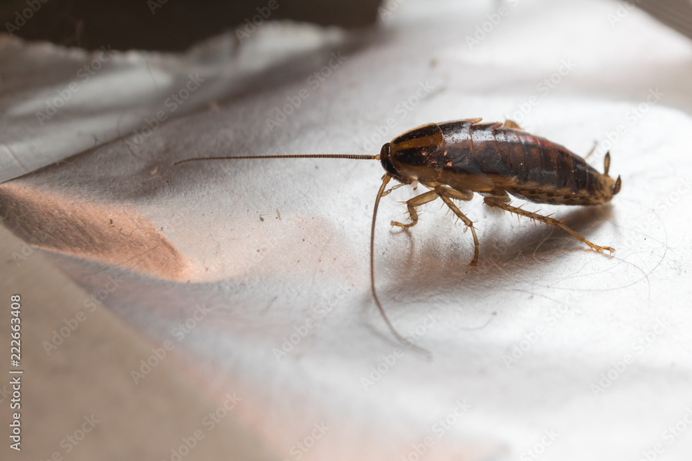 Home Russian cockroach on a sticky trap Stock Photo | Adobe Stock