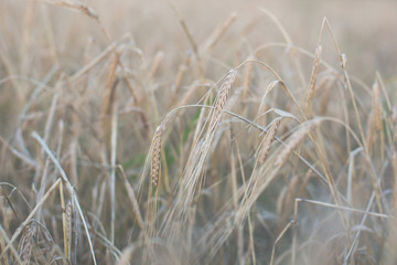 Image of Rye field on a sunny day. Ear of rye close-up