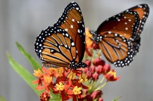 Male And Female Queen Butterflies On Tropical Milkweed Plant