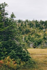 Wall Mural - moose in the bog