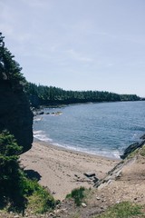 Wall Mural - tree on the beach