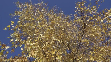 Wall Mural - The bottom view on a birch yellow leaves against the background of the blue sky in autumn sunny day