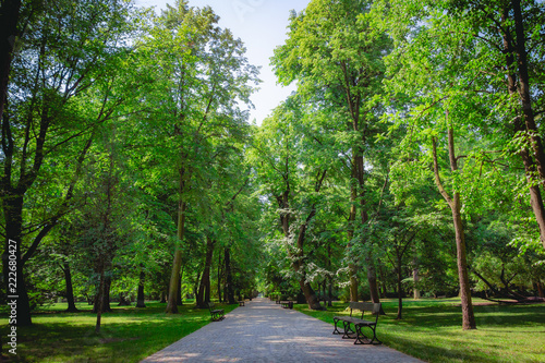 Fototapeta park beautiful-alley-with-green-trees-in-lazienki-park-at-warsaw-poland