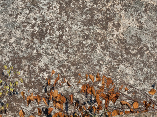 Granite rock texture with brown dried leaves, summer sun.