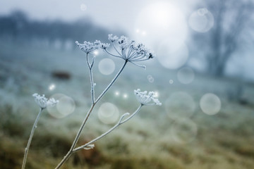 Wall Mural - winter background with frozen grass and fog