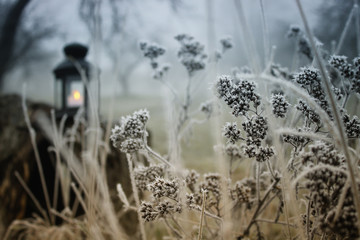 Wall Mural - burning lantern in the misty frozen garden 