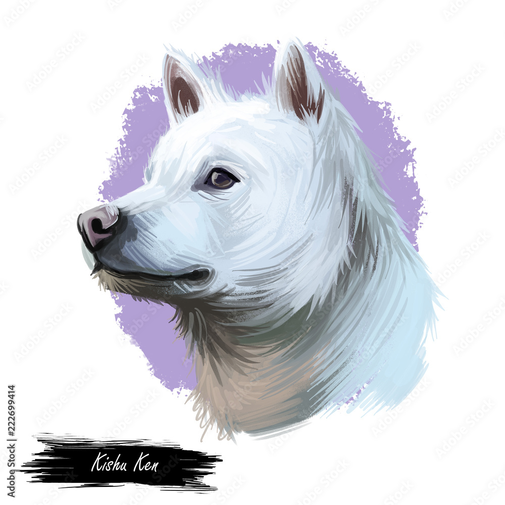 Kishu Ken, Kishu-Ken, Kishu-Inu, Kishu dog digital art illustration  isolated on white background. Japan origin asian spitz dog. Pet hand drawn  portrait. Graphic clip art design for web print の Stock イラスト |