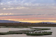 Flock Of Great White Pelicans Perched In The Marshlands Of Baylands Nature Preserve With Sunset Skies. Palo Alto, Santa Clara County, California, USA.