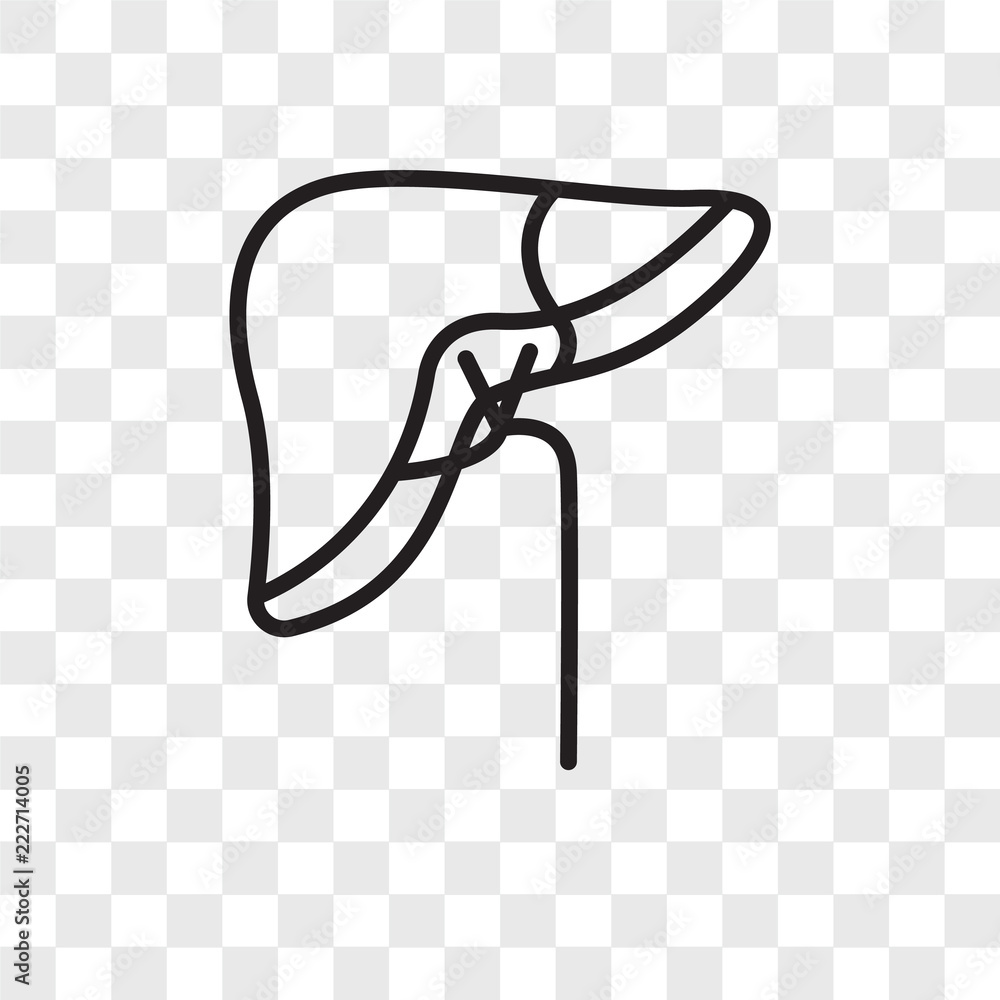 liver icons isolated on transparent background. Modern and editable ...