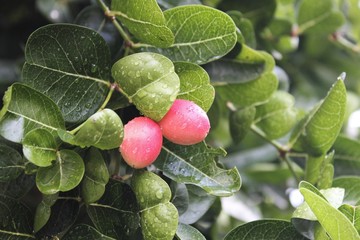 Carunda or Karonda fruit used to herb and medicine. High vitamin C and antioxidant.