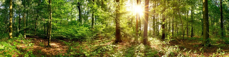 Poster - Beautiful forest panorama with bright sun shining through the trees