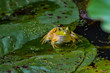 Frog Lilypad