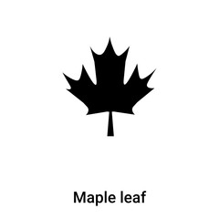 Wall Mural - maple leaf icon vector isolated on white background, logo concept of maple leaf sign on transparent 