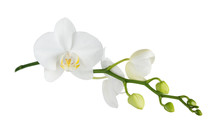 Moth Orchid On White