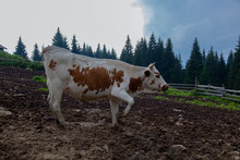 Cows On A High Mountain Farm In Summer