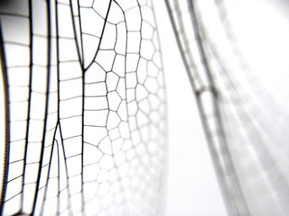 Dragonfly wing close up background with zoomed transparent lattice