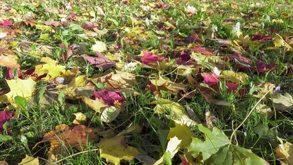 Wall Mural - camera moves along the yellow and red maple leaves lying on a green grass in sunny autumn day