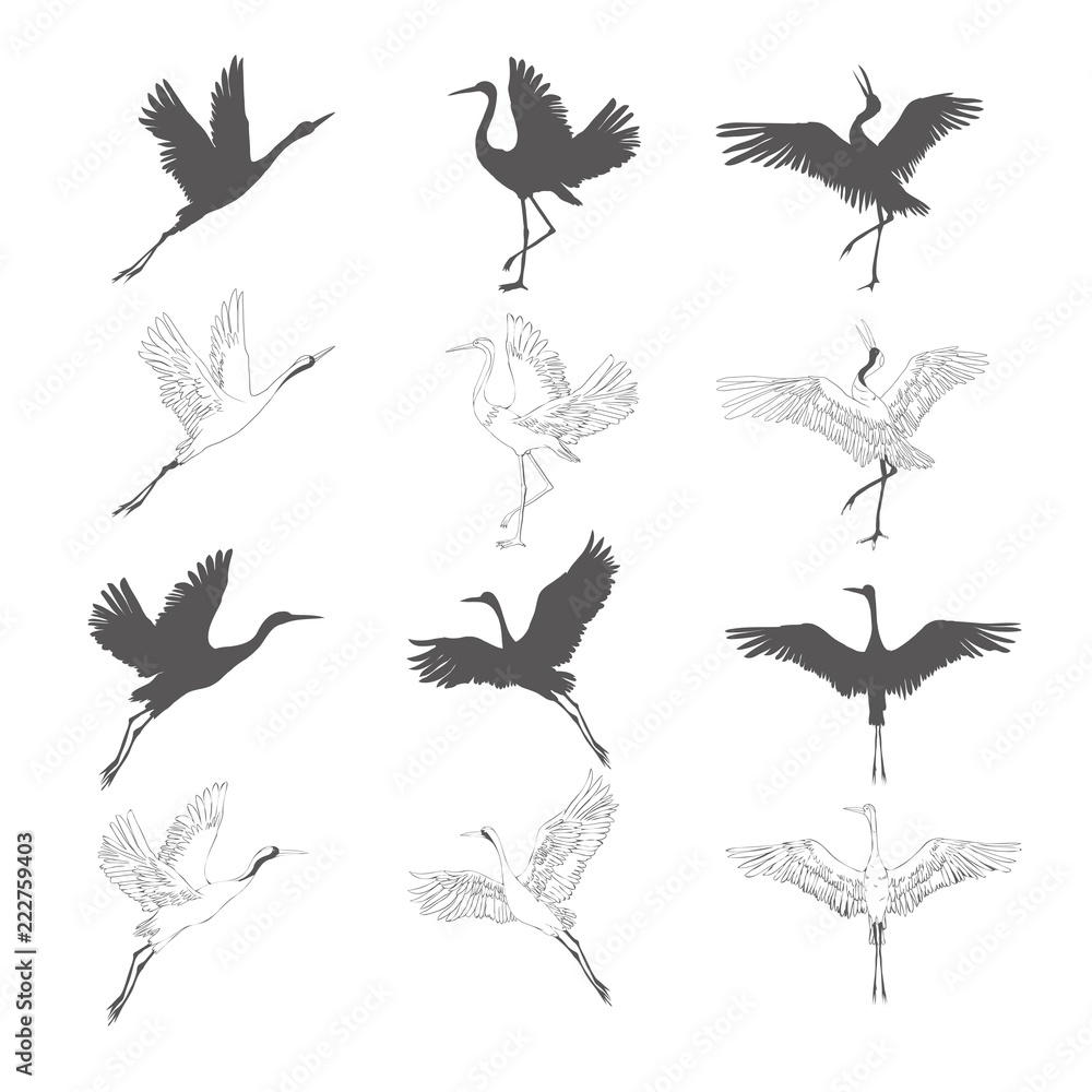 Wild birds in flight. Animals in nature or in the sky. Cranes or Grus and stork or shadoof and Ciconia with wings. engraved sketch hand drawn in vintage style.