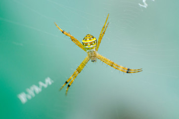 Wall Mural - spider in nature
