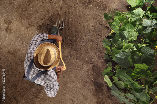 Cuadros en Lienzo man farmer working with pitchfork in vegetable garden, dig the soil near a cucum
