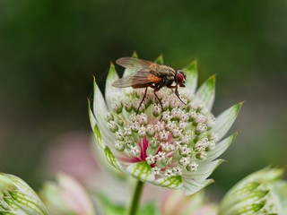 Wall Mural - Fly on a Flower