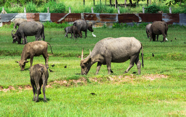 thai buffalo eating grass in a field