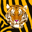 Illustration and Artwork of a tiger head on skin texture background